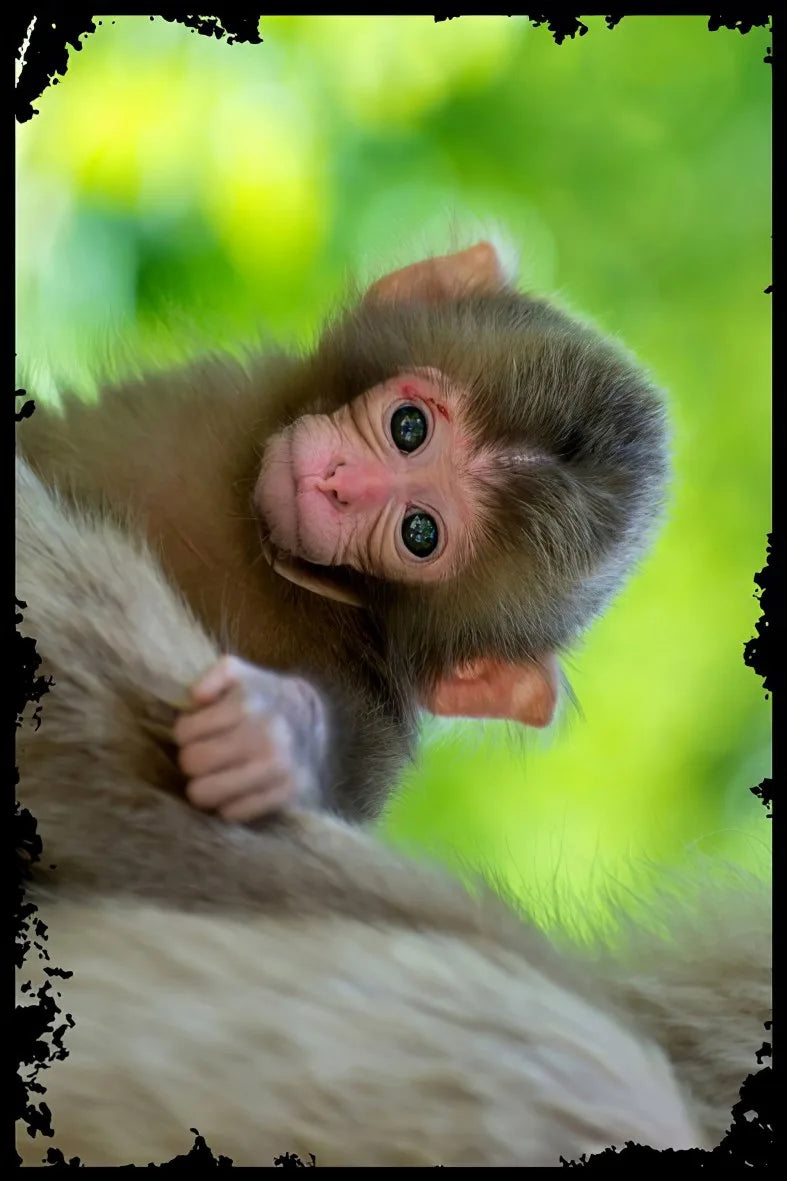 Sevimli Maymun  Ahşap Poster No:352